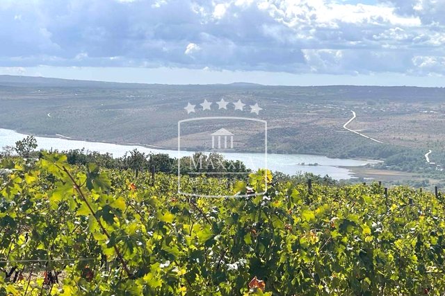 Posedarje - 26.125 m2 Weinberg mit hochwertigen französischen Weinsorten + Gelände! 390000€
