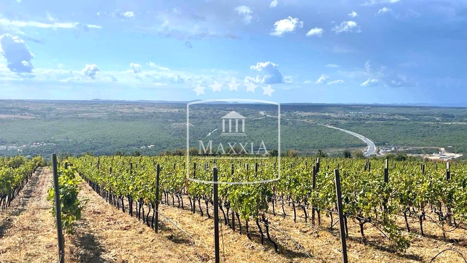 Posedarje - 26,125m2 vineyard with quality French wine varieties + terrain! 390000€