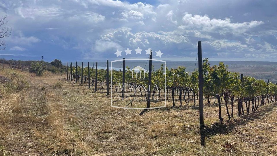 Posedarje - 26,125m2 vineyard with quality French wine varieties + terrain! 390000€
