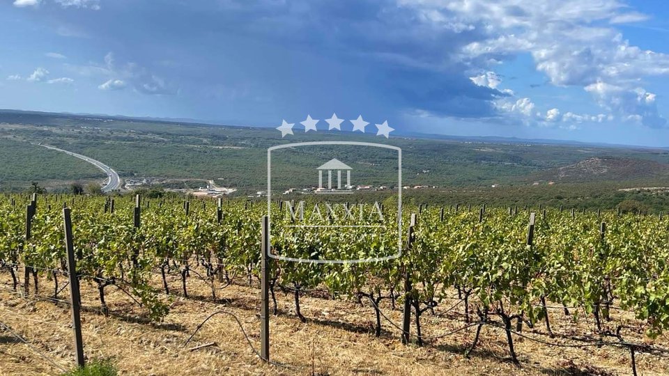 Posedarje - 26.125m2 vinograd vrsne francuske sorte + zemljište! 390000€